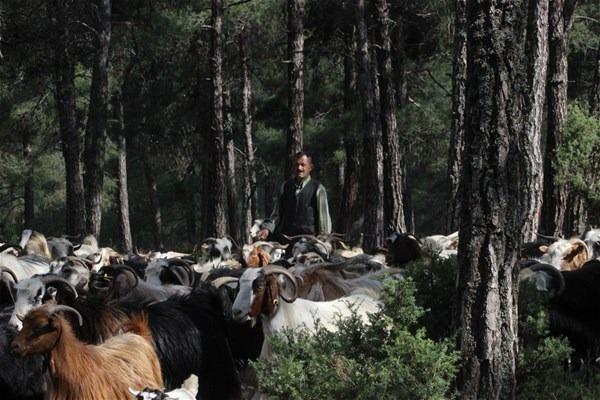 <p>32 yıldır dağlarda ormanların içinde hayvan güderek kulübede yaşadığını ifade eden Hüseyin Taşkın, "İnsanlardan uzak dağlarda çobanlık yaparak yaşamak daha çok hoşuma gidiyor. Burada çok temiz hava var, dağlarda ormanların içinde sabit bir yerim yok</p>
<p> </p>