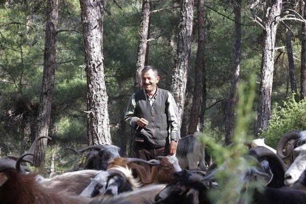 <p>Bu sütlerden ise doğal peynir elde ediliyor. Hüseyin Taşkın, eşine olan aşkını dağlarda türküler söyleyerek dile getiriyor. Bunca zorlu yaşam mücadelesine rağmen yüzlerinden gülümsemeyi eksik etmeyen çift, mutlu bir hayat sürdüklerini belirtiyor. </p>
<p> </p>