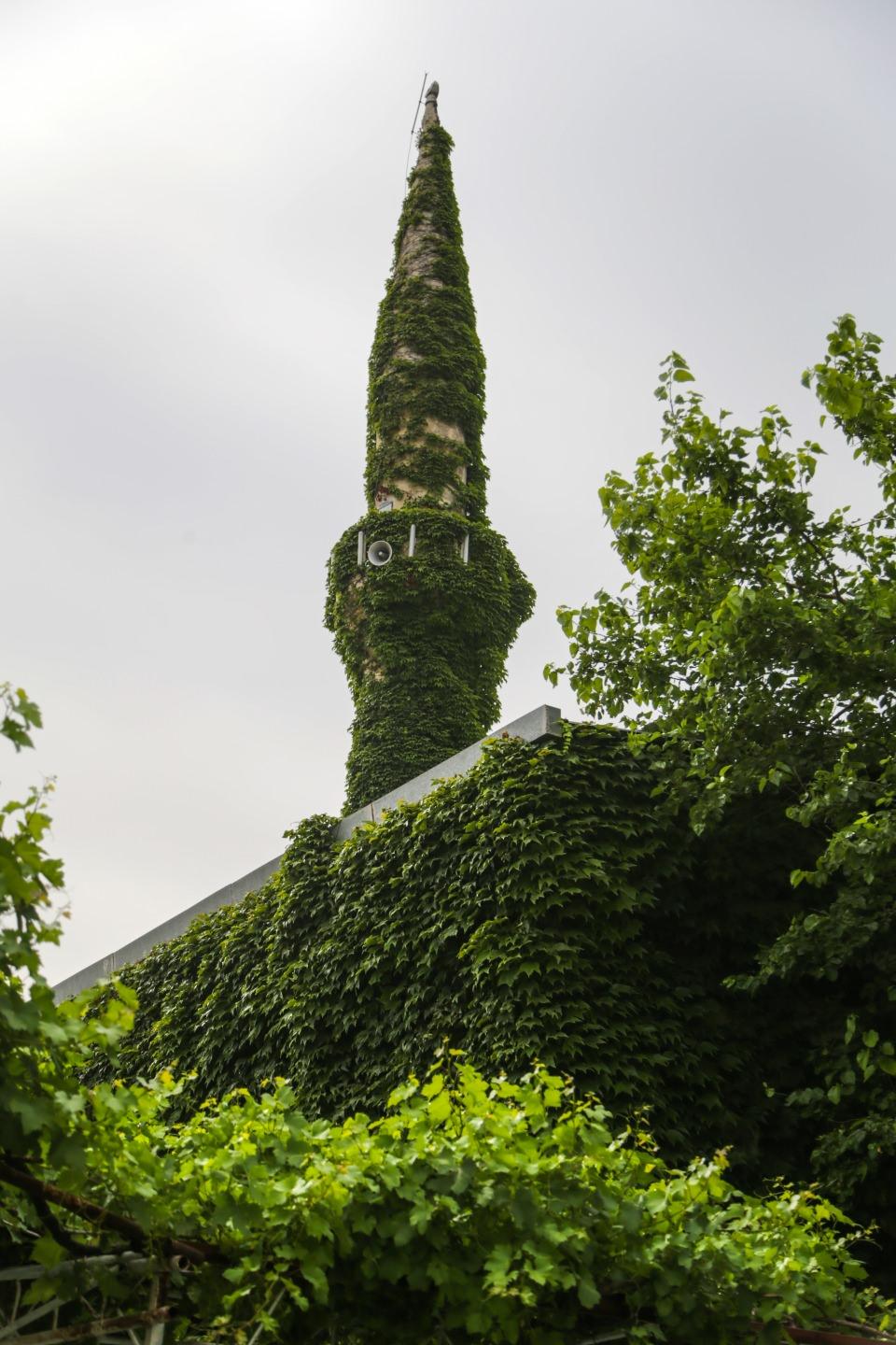 <p>Cami imamı Fahri Onur, AA muhabirine yaptığı açıklamada, caminin, cemaatin de özverili çalışmasıyla tertemiz bir halde olduğunu söyleyerek, "Camimize yurt içinden ve yurt dışından çok sayıda misafir geliyor. Özellikle sarmaşıklar ilgi çekiyor. Peygamber Efendimizin  mübarek Sakal-ı Şerif'i de burada emanet olarak, onu da muhafaza ediyoruz. Camimizin manevi atmosferi yüksek." ifadesini kullandı.</p>

<p> </p>
