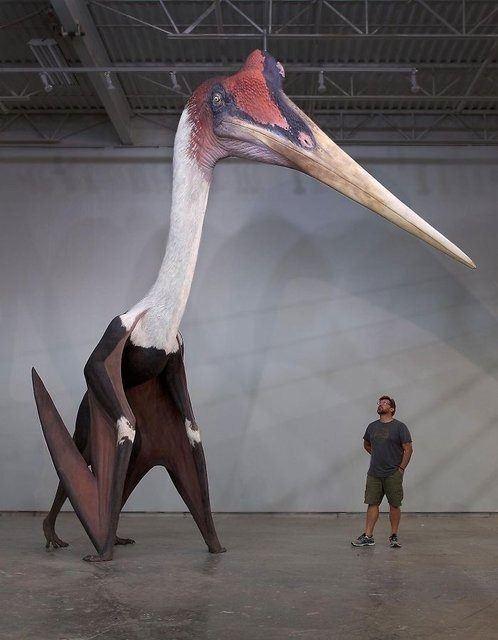 <p>1.80 boyundaki bir adamla bir zamanlar yaşamış dünyanın en büyük kuşu Quetzalcoatlus Northropi modeli.</p>
<p> </p>