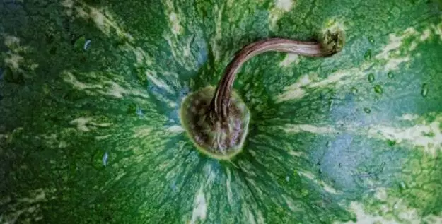 <p><span style="color:#FFFF00">YEŞİL SAP</span></p>

<p>Yeşil sap, erken hasat, yani olgunlaşmadığı anlamına gelir.</p>
