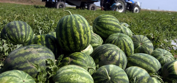 <p><span style="color:#FFFF00">AZ ÇİZİK </span></p>

<p>Kahverengi çizgiler ne kadar azsa lezzeti o kadar az olur.</p>
