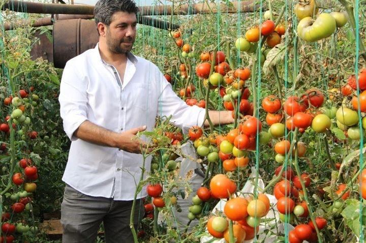 <p>Hem biberde hem de domates de fark oluşturmak ve farklı üretim yollarını denemek üzere yola çıkan İnal, kiraladığı serasının 1.5 dönüme yakın alanında bu kez çuvalların üzerine domates dikimi yaptı.</p>