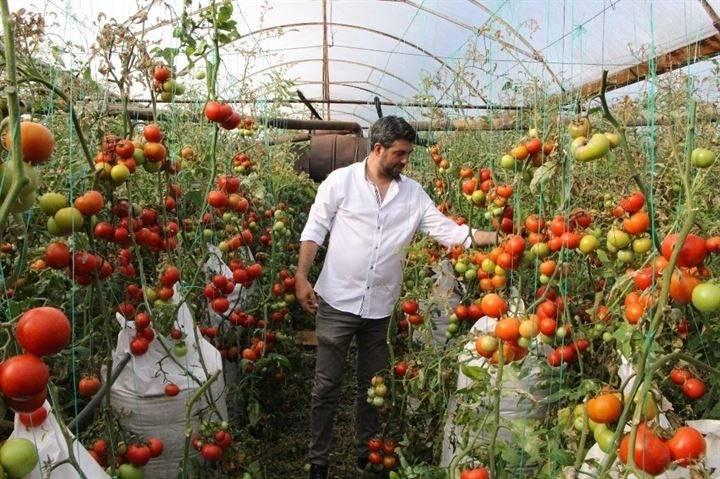<p>Yetiştirdiği domateslerde tohum kullanmak yerine yerli üretim yapılan domateslerin filizlerinden çıkarak üretim yapmayı deneyen İnal, 600 çuvalın içerisinde perlitleri doldurarak her bir çuvalın üzerine 16 tane domates fidanı dikimi gerçekleştirdi.</p>