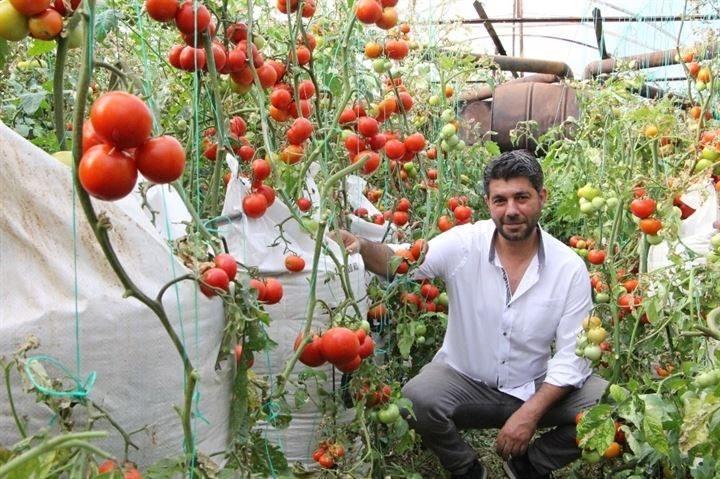 <p>Her fideden en kötü 5 kilo alacağımızı hesaplarsak çuval başına 80 kilogram domates alıyoruz” dedi.</p>
