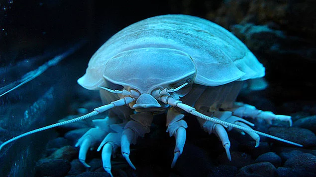 <p><strong>Dev İsopod</strong></p>
<p>Dev isopodlar, kabuklu canlıların en ilginçlerinden. 45 cm ve 1.7 kg kadar büyüyebiliyorlar ve okyanusun derinliklerinde yaşıyorlar. Ölü balina, balık ve mürekkep balığı ile beslenen bu canlılar bazı durumlarda konak olarak üzerinde yaşadıkları canlının dillerini yiyerek orada yaşamlarını sürdürürler.</p>