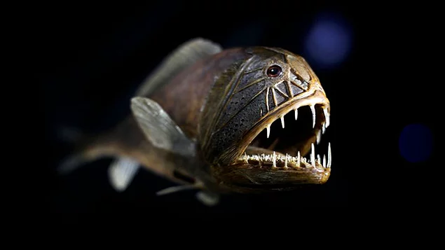 <p><strong>Fangtooth Balığı</strong></p>
<p>Fangtooth ön adlı bu balık Avustralya civarında yaşıyor. Korkunç bir yüzü olan bu balık maksimum 17 santimetre. Kafasında yüzlerce sümüksü boşluklar bulunuyor. 94 milimetrelik dişleri alt ve üst damağında yer alıyor. Dişleri yüzün ağzını kapatamazlar. Fakat, her ne kadar korkunç gözükse de insanlar için zararsızdır.</p>