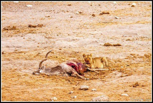 <p>Namibya’nın Etosha Ulusal Parkı’nda, avını korumaya çalışan dişi bir aslan ve sırtlanlar karşı karşıya gelince tan bir kıyamet koptu. </p>
