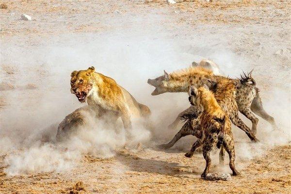 <p>Tek başına kalan aslan 4 sırtlan tarafından etrafı sarılınca daha fazla direnemedi ve avını onlara teslim etmek zorunda kaldı."</p>
