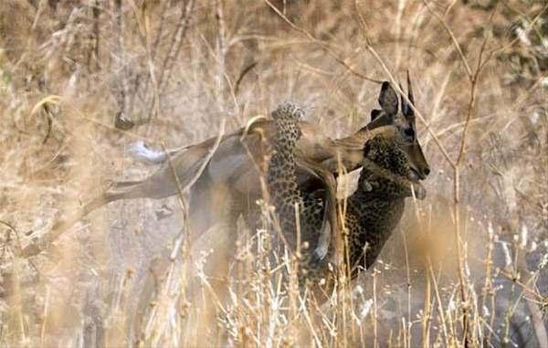 <p>Leopar, impalayı yakaladıktan sonra onu öldürmesi yalnızca 10 saniyesini alıyor. </p>

<p>Ve o anlar Peter Geraerdts kamerasına işte böyle yansıyor.</p>
