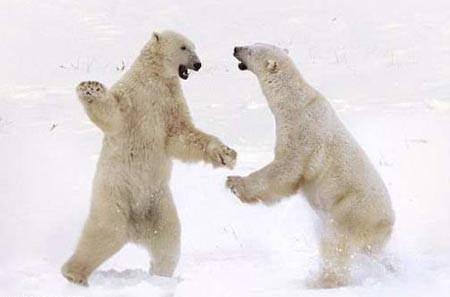 <p>Kavga eden kutup ayıları</p>
