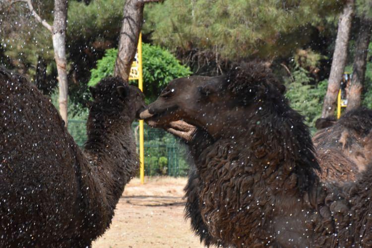 <p>Gaziantep Büyükşehir Belediyesi Doğal Hayatı Koruma Daire Başkanı Celal Özsöyler, AA muhabirine yaptığı açıklamada, kentte hava sıcaklığının 30 derecenin üzerine çıktığını ve kendilerinin de yaza hazırlıklı olduklarını söyledi.</p>
