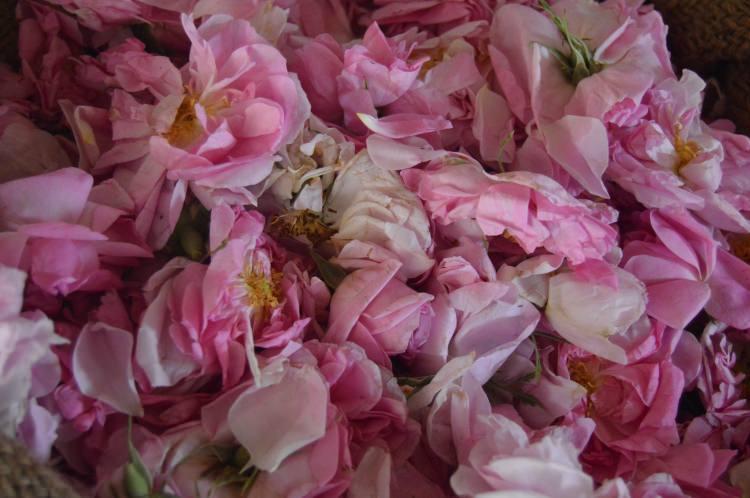 <p>Afyonkarahisar ve Burdur'un dağ köylerinde ekolojik tarımla üretilen güllerden elde edilen gül yağı, başta Çin olmak üzere Uzak Doğu pazarına açılıyor.</p>
