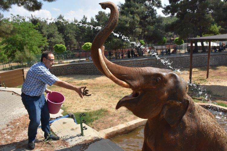 <p>Alan genişliği ve tür sayısı bakımından Türkiye'de birinci sırada bulunan Gaziantep Hayvanat Bahçesi'ndeki hayvanların sıcaktan etkilenmesini en aza indirmek için çeşitli önlemler alınıyor. </p>
