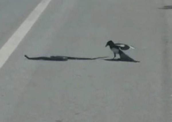 <p>Tunceli-Pertek yolunda giden sürücü, saksağan ile yılanı yol ortasında görünce aracını durdurdu.</p>

<p> </p>
