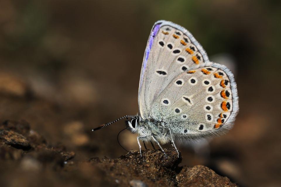 <p>Avrupa'da en fazla kelebek türüne ev sahipliği yapan Türkiye'de kelebek gözlemcileri, kilometrelerce yol katederek sadece Van'da yaşadığı bilinen, endemik kelebek türü "Rose'nin Çokgözlüsü"nü (Polyommatus Rosei) kayıt altına aldı.</p>
