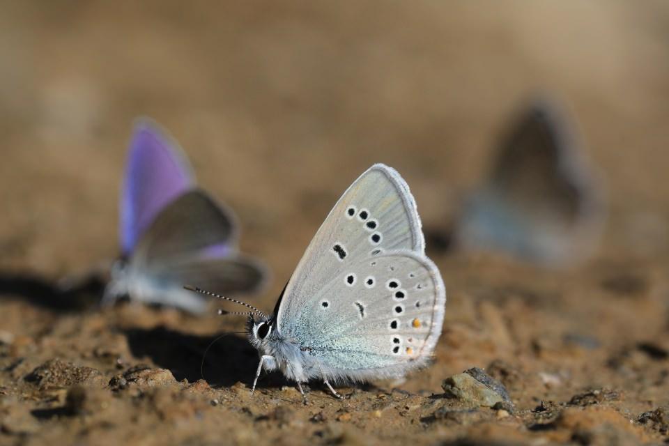 <p>Kilometrelerce yol katedip geldikleri bölgede "Rose'nin Çokgözlüsü"nü görüntülemek için doğayı baştan başa tarayan gözlemciler, nadiren de olsa kelebeği görüntülemenin sevincini yaşadı.</p>
<p> </p>