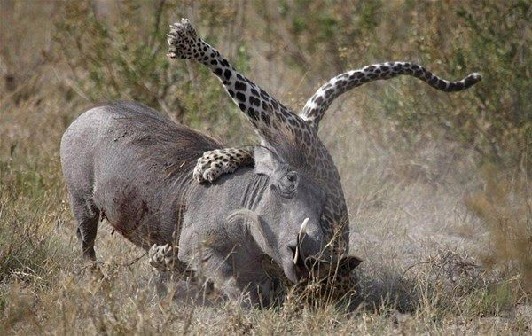 <p>Genç domuzun annesi kaçmak yerine leopara saldırdı. Bıçak gibi keskin dişleriyle leoparı sıkıştırarak genç domuzu kurtardı..</p>
