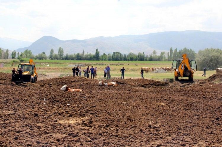 <p>Erzincan'ın merkeze bağlı Beşsaray Köyü'nde, açıkta bırakılan hayvan gübrelerinin içine saplanan 6 inek, ekiplerin iş makineleriyle yaklaşık 2 saat süren çalışmasının ardından kurtarıldı.</p>
