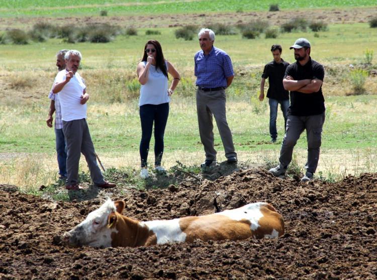 <p>Bu sırada sürüden ayrılan 6 inek, yakında bulunan gübre yığınına saplandı</p>