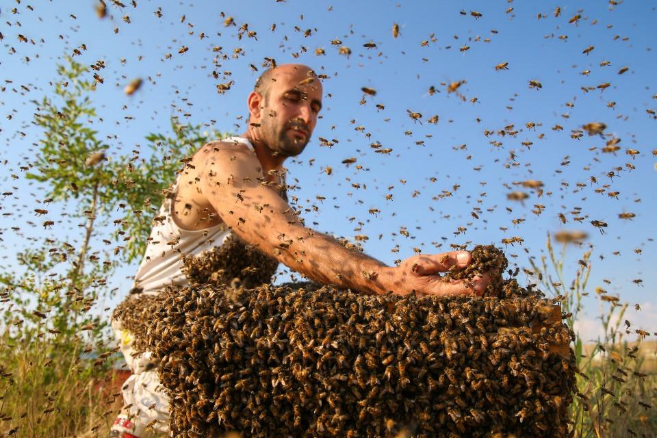 <p>Guinness Rekorlar Kitabı'na girebilmek için Van'da üçüncü denemesini yapan arıcı Abdulvahap Semo, bu kez üzerine yaklaşık 10 kilogram arı topladı.</p>
