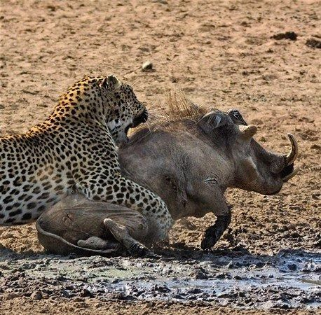 <p>Bu kez avcı av oldu... Aç leopar iki domuzu pusuya düşürdü.. Domuzlardan genç olanına saldıran leopar, avını yakaladığı anda beklenmedik bir şey oldu..</p>
