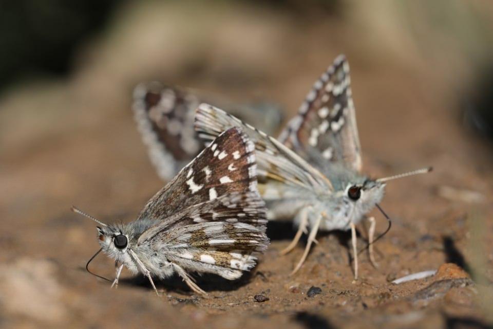 <p>Türkiye'de tespit edilen 400 dolayında kelebek türünden 220'sine yaşam alanı sunan havza, nesli tükenme tehlikesiyle karşı karşıya olan endemik türlerle doğaseverlerin ilgisini çekiyor. </p>

<p> </p>
