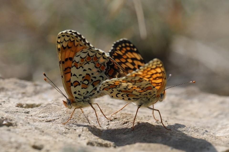 <p>Kelebeğin, kente özgü bir tür olduğunu ifade eden Gülseren, "Çok kısıtlı bir zamanda ancak görülebiliyor. Bu yüzden bu fırsatı kaçırmak istemedik. İnanın bu kelebeği görüntüleyebilmek birçok şeye bedel. Hiçbir şekilde ne yorgunluk ne sıcak ne de diğer sıkıntılar bunu görüntülememize engel değil. Çünkü uzun süredir kaydetmek istediğimiz bir tür." diye konuştu.</p>
<p> </p>