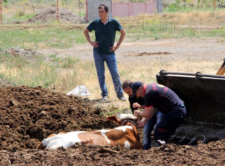 <p>Olay, öğlen saatlerinde merkeze 7 kilometre uzaklıktaki Beşsaray Köyü'nde meydana geldi. Köyde hayvancılıkla uğraşan Yaşar Kaya, kendisine ait büyükbaş hayvanları başka bir köye götürmek için kamyona yüklemek istedi.</p>

