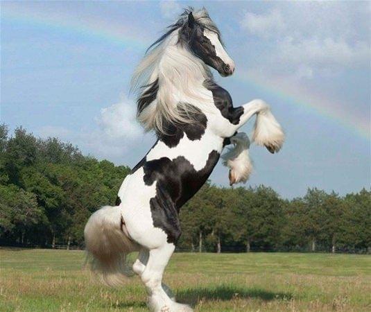 <p>Gypsy AtıGypsy Vanner Bu atlar uzun yeleleri ve tüylü ayaklarıyla biliniyor.  </p>

<p> </p>
