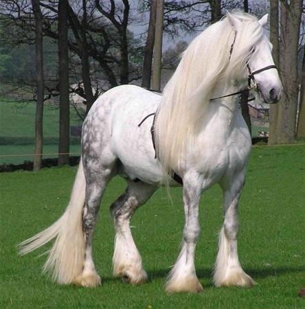 <p>Percheron Atı İngiltere ve Kuzey Amerika’da çok yetiştirilen Percheron atının anayurdu Fransa’daki Perche bölgesidir. Birçok yönden Suffolk atına benzeyen bu atın da rengi hiç değişmez, her zaman boz ya da yağızdır. </p>

<p> </p>
