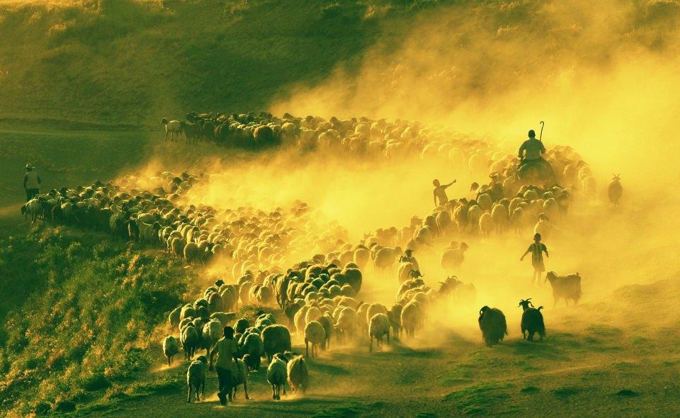 <p>Tatvan’a bağlı Kıyıdüzü köyünde çobanlık yapan Kutbettin Kaya, “Ben Kıyıdüzü köyünde hayvancılık yapıyorum. Bende 600 tane hayvan var. Ben 15 kilometre Nemrut Dağı’na gidiyorum, 15 kilometreden sonra geri dönüş yapıyorum” dedi. </p>

<p> </p>
