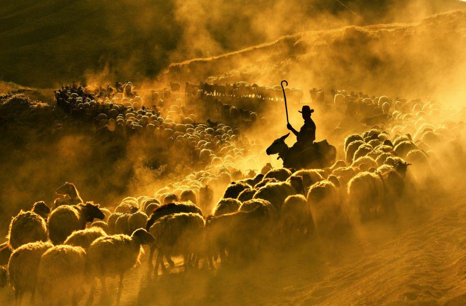 <p>Tatvan ilçesine bağlı Kıyıdüzü’ndeki çobanlar, binlerce koyunu tarlalara ekilen buğdaylara ve ekinlere zarar vermemesi için toprak ve tozla kaplı vadiden götürmek zorunda kalıyor. </p>

<p> </p>
