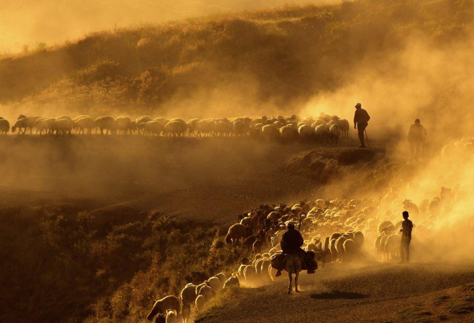 <p> Çobanlar ve koyun sürüleri günde 2 defa Nemrut Dağı’na gidiş geliş yaparak yaklaşık 15 kilometrelik tozlu yolu yürümüş oluyor. </p>

