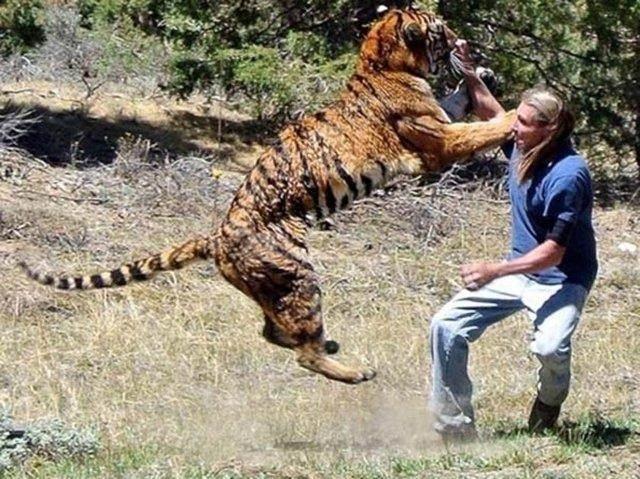 <p>Eğittiği kaplanlar Son Samuray, Gladyatör ve Transformers 2 gibi filmlerde oynadı.</p>
<p> </p>