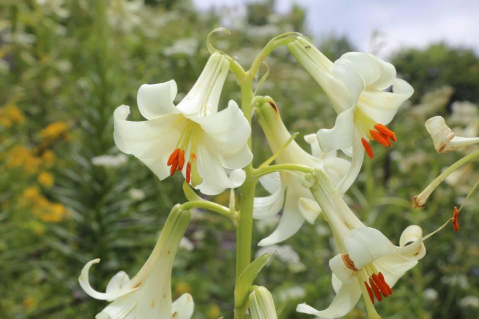 <p>Zengin floraya sahip Ordu, 130'u endemik olmak &uuml;zere bin 700'&uuml;n &uuml;zerinde kayıtlı bitki t&uuml;r&uuml;ne ev sahipliği yapıyor. Akkuş il&ccedil;e kırsalında dağlık b&ouml;lgede haziran ayında kendisini g&ouml;steren ve 15-20 g&uuml;nl&uuml;k &ouml;mr&uuml; olan soğanlı bitki t&uuml;r&uuml; Mis/Akkuş Zambağı, meraklıları b&ouml;lgeye &ccedil;ekiyor.</p>

<p>&nbsp;</p>
