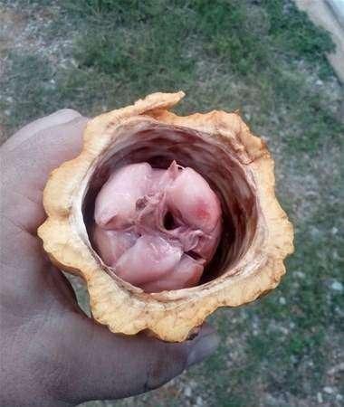 <p>Bu aslında bir kakao meyvesi.</p>

<p> </p>
