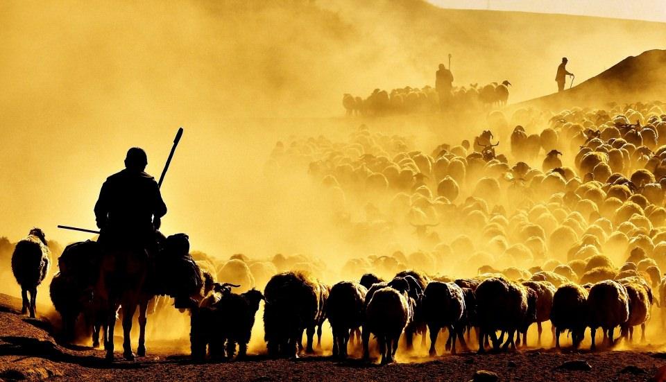 <p>Her gün binlerce koyunu süt sağımı için sürüler halinde köye getiren çobanlar, süt sağımından sonra gün batımına doğru sönmüş bir volkanik dağ olan Nemrut Dağı eteklerine doğru 7 kilometrelik tozlu yolculuğa başlıyor.</p>
