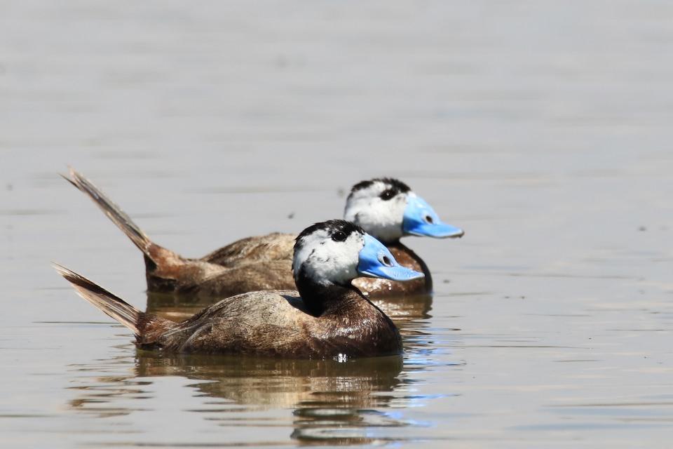 <p>Yüzlerce kuş türünün göç yolculuğunda en önemli konaklama merkezlerinden olan Van Gölü Havzası, kuş türü ve popülasyonu bakımından bilim insanlarının yanı sıra doğaseverlerin de dikkatini çekiyor.</p>

<p> </p>
