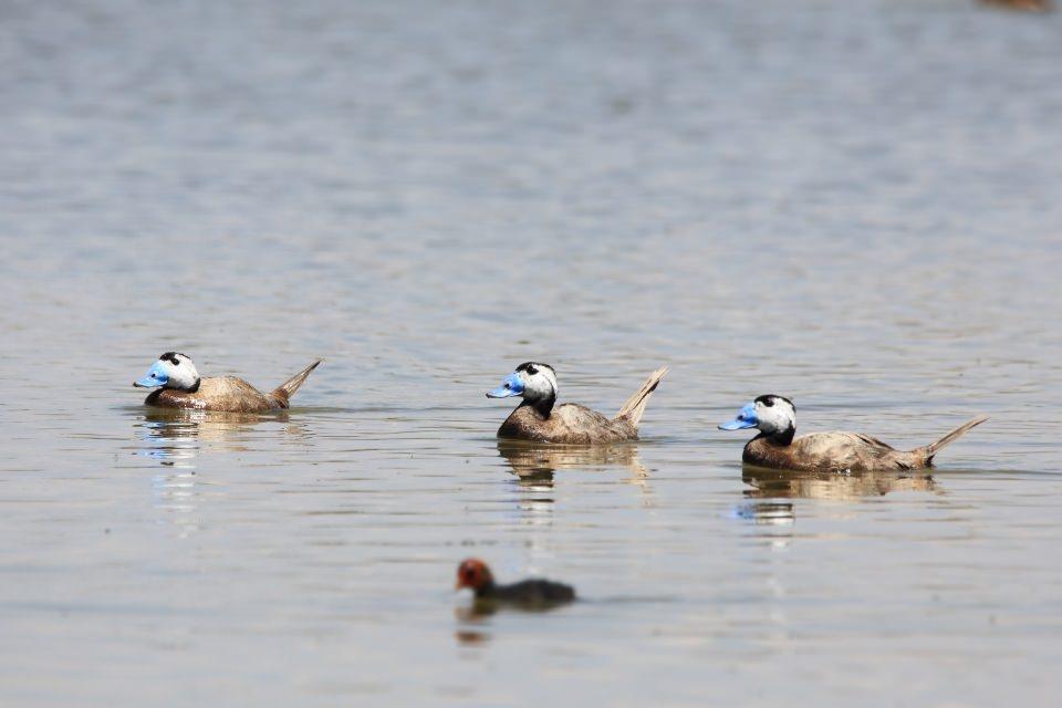<p>Türkiye'deki yüzlerce kuş türünden 215'nin gözlemlenebildiği Van Gölü Havzası'nda, doğal yaşam alanlarının koruma altına alınmasıyla, nesli tükenme tehlikesi altında olan dikkuyrukların sayısında artış yaşandı.</p>
