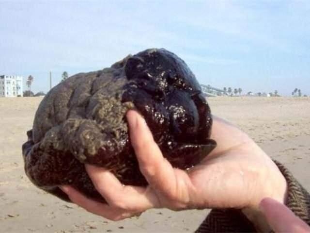 <p>BÖYLESİNİ DAHA ÖNCE GÖRMEDİNİZ!</p>
<p>Bir reddit kullanıcısı, deniz kenarında ilginç bir canlıya rastladı.</p>