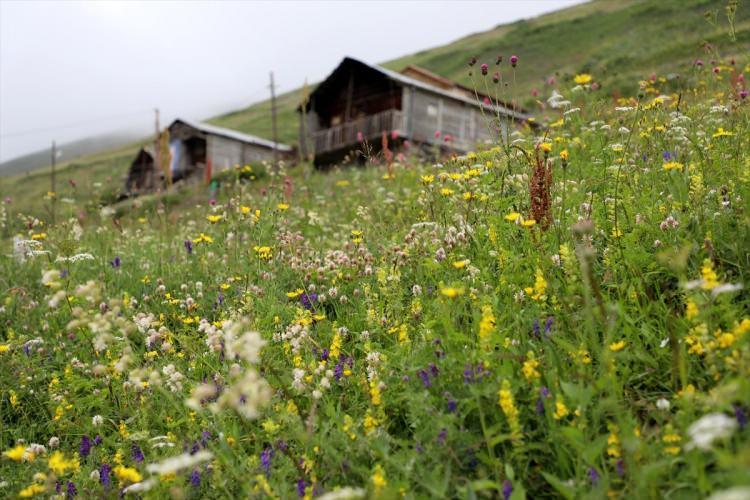 <p>Anzer Ballık&ouml;y Tarımsal Kalkınma Kooperatifi &ccedil;atısı altında birleşen arıcılardan toplanan ballar, Hacettepe &Uuml;niversitesi Fen Fak&uuml;ltesi Biyoloji B&ouml;l&uuml;m&uuml;nde polen analizi yapıldıktan sonra tescil edilip m&uuml;h&uuml;rlenerek piyasaya sunuluyor.</p>

