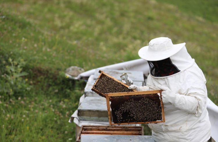 <p><strong>HASTALARA &Ouml;NCELİK TANINIYOR </strong></p>

<p>Son yıllarda taleplerin yoğunluğu dolayısıyla adeta "para basan" Anzer balında &ouml;nceliği hastalara tanıyan kooperatif y&ouml;netimi, taleplerin karşılanması i&ccedil;in gramla satış ger&ccedil;ekleştiriyor.</p>
