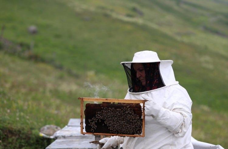 <p>Anzer Ballık&ouml;y Tarımsal Kalkınma Kooperatifi Başkanı Osman Civelek, yaptığı a&ccedil;ıklamada, 2018 yılında &uuml;retimin d&uuml;ş&uuml;k olduğunu belirterek, bu yıl hava şartlarının iyi gitmesi dolayısıyla rekoltenin artmasını, yaklaşık 2 bin 500 kovandan 2,5 ton bal elde etmeyi bekledikleri s&ouml;yledi.</p>
