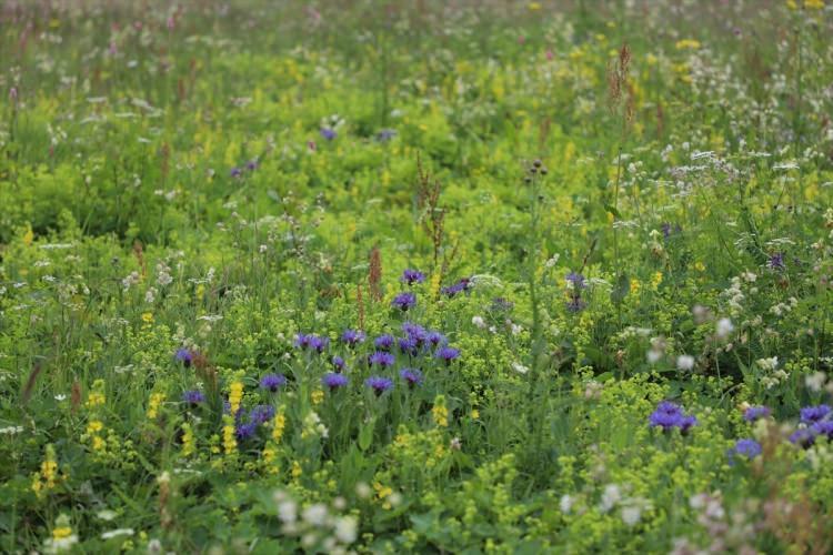 <p>Yurt i&ccedil;i ve yurt dışından talepler olduğunu da değinen Civelek, "Ge&ccedil;en yıl Arap misafirlerimize de bal sattık. Bu yıl yine talepleri biriktiriyoruz. Spor camiasından &ouml;nemli oyuncuların istekleri var. Bu yıl bal rekoltesinin y&uuml;ksek olması dolayısıyla siparişleri karşılamaya &ccedil;alışacağız." dedi.</p>
