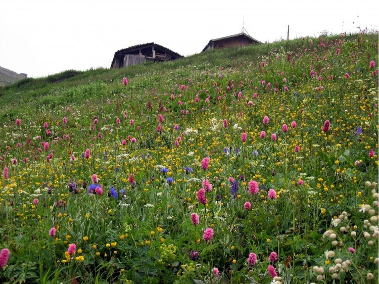<p>"&Ccedil;ok b&uuml;y&uuml;k bir artış yapmadan kooperatif kararıyla Anzer balının kilogram fiyatını bin, yarım kilogram fiyatını 500 lira olarak belirledik. Polen fiyatlarında 100 gramı 140, 200 gramı 250, 400 gramı 500 lira olarak belirledik. &Uuml;lkedeki ekonomik daralma nedeniyle fiyatlarla fazla oynayamadık."</p>
