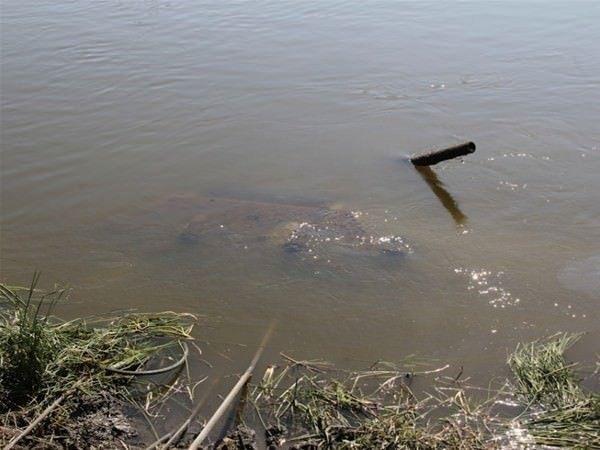 <p>T-34 o g&uuml;ne kadarki tank tasarımı anlayışını değiştirmiş, ondan sonraki b&uuml;t&uuml;n tanklar T-34'leri &ouml;rnek almıştır.</p>

<p>&nbsp;</p>
