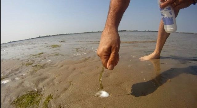 <p>Sülünes denizde kumlu zeminde gömülü olarak yaşamını sürdürür, böylece kendini kumun altına gizleyerek korumuş olur.</p>
