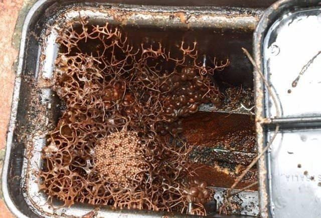 <p>SU SAYAÇ KUTUSUNU AÇINCA BU GÖRÜNTÜYLE KARŞILAŞTI!</p>
<p>Bir aile yıllardır açılmamış olan su sayacı kutusunu açınca içinde gördükleri karşısında şaşkına döndü.</p>