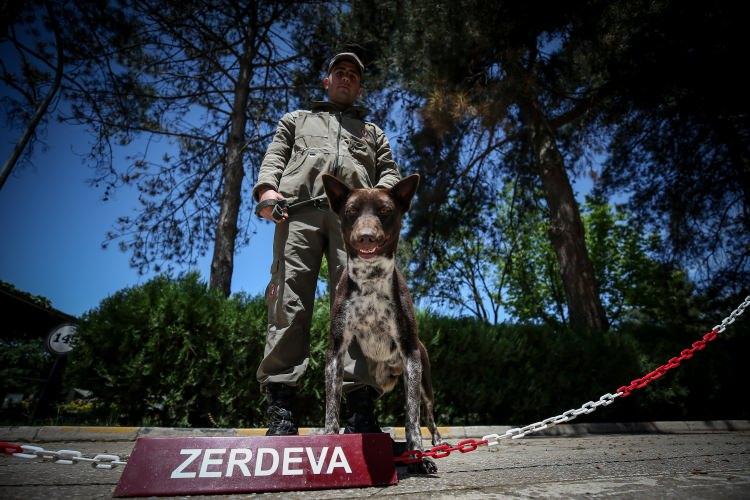<p>Bu köpeklerin devriye eğitimi alarak TSK'deki kritik bina ve tesisleri koruma görevi üstlendiğini vurgulayan Şafak, zerdava ırkının bugüne kadar yabancı köpeklerin kullanıldığı alanlarda eğitildiğini ifade etti.</p>